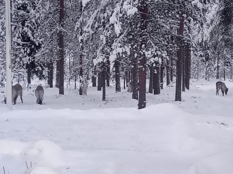 Cozy House Close To Santavillage Rovaniemi Exterior foto